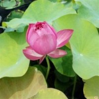 荷花_綠荷水生_荷花種苗價(jià)格