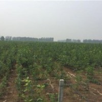 歐洲紅櫟、美彩楓、歐洲紅櫟供應(yīng)