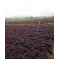 福江苗木值得信賴_蘭溪紅葉繼木_紅葉繼木購買