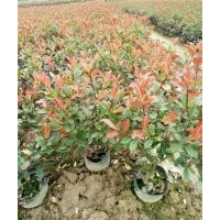 義烏紅葉石楠_福江苗木口碑好_紅葉石楠批發(fā)