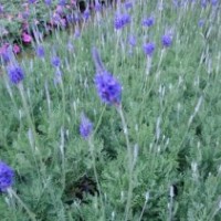 愛萍花卉苗木、廣東薰衣草、薰衣草價(jià)格