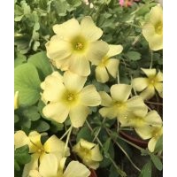 供應(yīng)綠化草花醡漿草