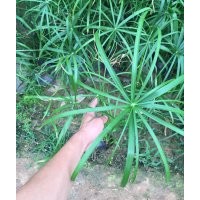 優(yōu)質(zhì)水生植物旱傘草批發(fā)