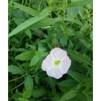 優(yōu)質(zhì)綠化草花月見草批發(fā)價(jià)格