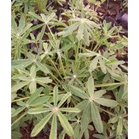 綠化草花羽扇豆批發(fā)價格