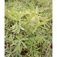 丶羽扇豆價(jià)格大全丶羽扇豆價(jià)格丶最新羽扇豆價(jià)格/批發(fā)報(bào)價(jià)