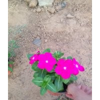 長春花圖片丶批發(fā)價(jià)格