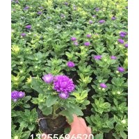 翠菊價格 翠菊批發(fā) 翠菊照片 翠菊有幾個顏色 翠菊品種大全