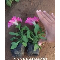 矮牽?；ㄆ贩N大全 矮牽?；ㄓ袔讉€顏色 矮牽?；▋r格 供應(yīng)矮牽牛