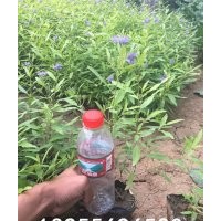 金葉蕕圖片 供應(yīng)金葉蕕 金葉蕕價格 金葉蕕品種大全 金葉蕕批發(fā)