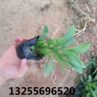 金雞菊價(jià)格 金雞菊批發(fā)基地 金雞菊花期 金雞菊照片 金雞菊開花