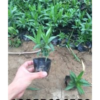 假龍頭批發(fā) 假龍頭價格 假龍頭花期 供應(yīng)假龍頭