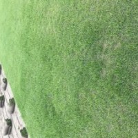 百慕大、馬尼拉、黑麥草，果嶺草 混播草坪