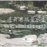 睡蓮
