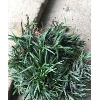 玉龍草