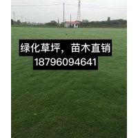 百慕大草坪，馬尼拉草坪，草坪價格優(yōu)惠電18796094641