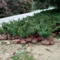 60公分地柏只賣1.6元，江蘇貨源