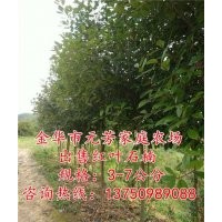4公分高桿紅葉石楠|高桿紅葉石楠|【元芳家庭農(nóng)