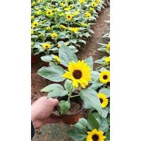 供應10-30公分向陽花 山東地區(qū)