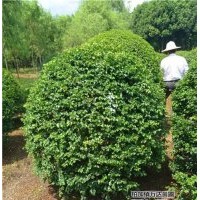 10cm高桿女貞價(jià)格、女貞、萬(wàn)達(dá)苗圃(圖)
