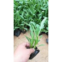 供應10-30公分金雞菊 山東貨源