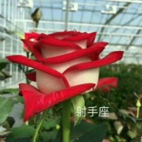 供應(yīng)：玫瑰苗，大花月季苗，等花卉種苗。