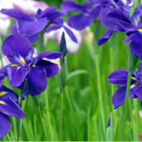藍花鳶尾價格 藍花鳶尾貨源