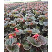 比哥海棠基地批發(fā) 草花供應(yīng)價(jià)格
