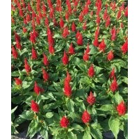 雞冠花批發(fā)基地 火炬花卉價(jià)格 草花價(jià)格
