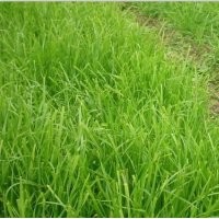 宿遷祝東苗木場(chǎng)供應(yīng)庭院工程園林護(hù)坡高羊茅草坪