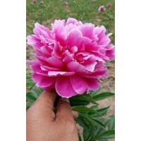 芍藥