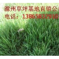 出售綠化草坪，安徽草坪