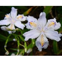 供應(yīng)成都鳶尾  地被草花綠化苗
