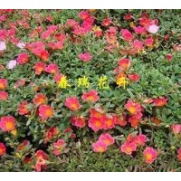 供應(yīng)太陽花，馬齒莧，半枝蓮