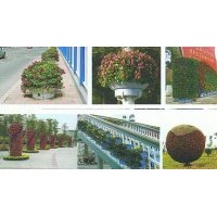 供應(yīng)：一串紅、牽?；?、雞冠花、萬壽菊、菊花、金盞菊