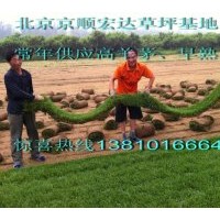 京津冀草坪供應(yīng)-高羊茅、早熟禾