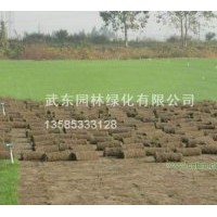 優(yōu)質(zhì)草坪沙培果嶺草草坪,馬尼拉草坪，矮生百慕達(dá)草坪