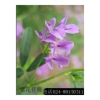 供應(yīng)畜牧草種：黑麥草、紫花苜蓿、無芒雀麥