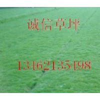 鄢陵本特四號(hào)草坪本特4號(hào)草種草坪價(jià)格草種價(jià)格