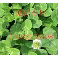 白三葉草坪白三葉基地白三葉價(jià)格鄢陵白三葉