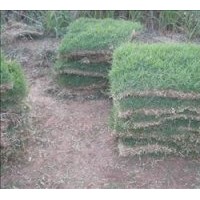供應(yīng)草坪馬尼拉，百慕大，高羊茅，四季青，中華結(jié)縷草