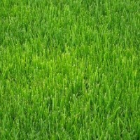 句容四季青草坪園藝場(chǎng)