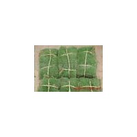 供應(yīng)草坪馬尼拉，百慕大，高羊茅，四季青，中華結(jié)縷草