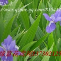 蘭花鳶尾