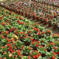 便宜草花
