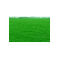 低價(jià)大量供應(yīng)百慕大黑麥草混播等，綠化草坪，價(jià)優(yōu)