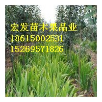 麥冬草