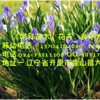 遼寧馬蓮