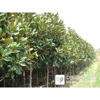 供應(yīng)樸樹(shù)、櫸樹(shù)、廣玉蘭、桂花
