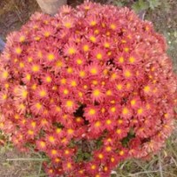 北京夏菊